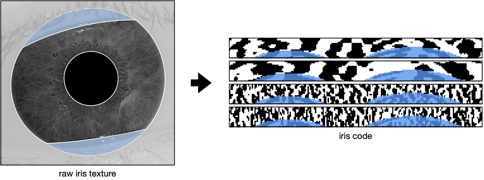 Figure 24: Example of an input and output of the biometric pipeline. Fig. 1.a is an example of an infrared iris texture image taken by the Orb. Fig. 1.b is an example of an iris code produced from the iris texture image in Fig. 1.a, effectively aggregating the iris texture.