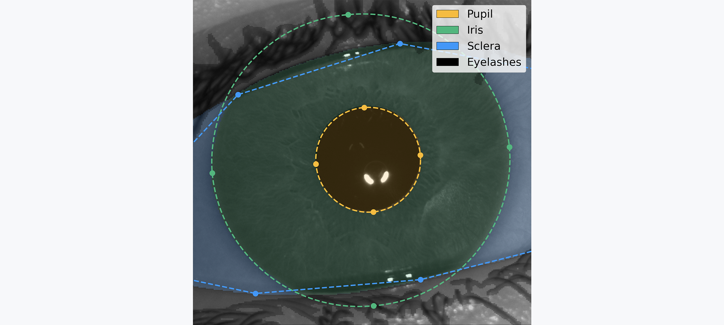 Figure 25: Segmentation of an iris image. The AI model detects the different regions of interest of the eye in order to isolate the relevant iris texture and assess the overall image quality. This exemplifies the outcome of an employee signup conducted in the lab of Tools for Humanity.